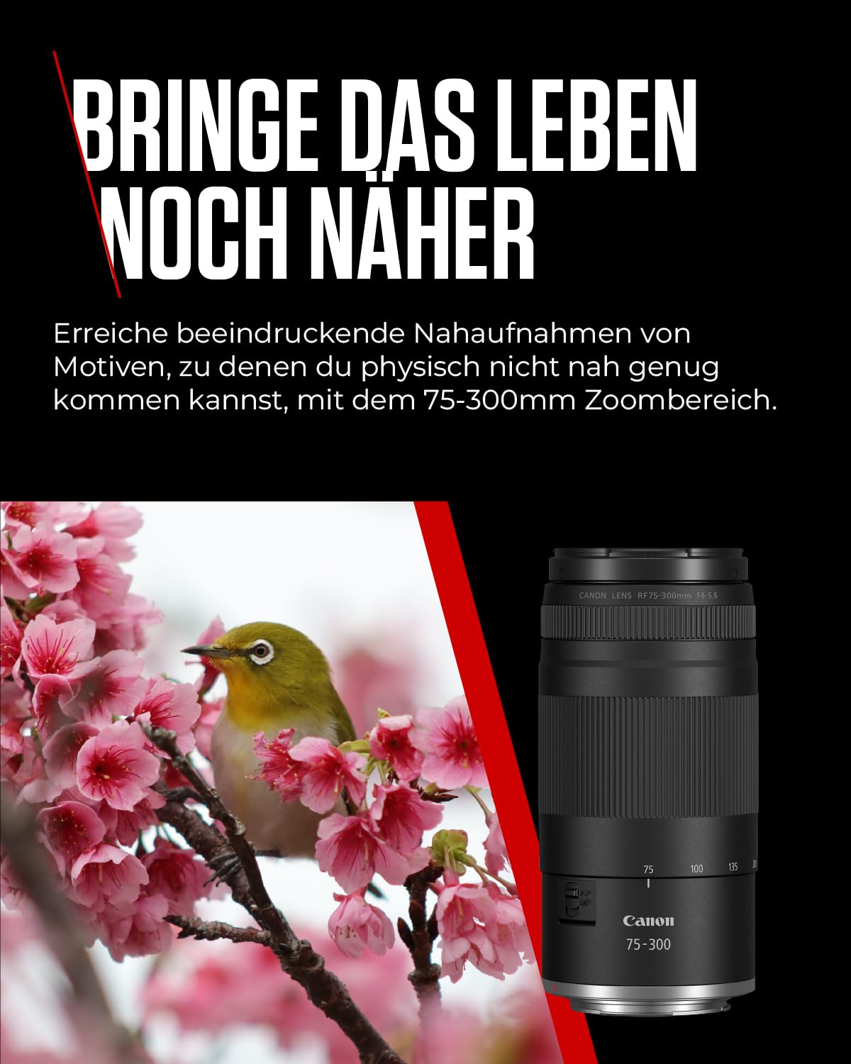 Canon RF 75-300 mm F4-5.6 Lens | Lightweight Telephoto Zoom Lens for Animal & Sports Photography | With Auto Focus Motor & Super Spectra Coating | Compatible with Canon EOS R...